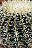 ECHINOCACTUS GRUSONII, GOLDEN BARREL CACTUS