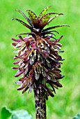 EUCOMIS VANDERMERWEI, PINEAPPLE LILY