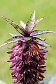 EUCOMIS VANDERMERWEI; PINEAPPLE LILY