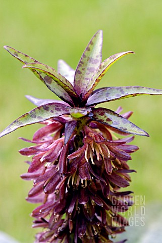 EUCOMIS_VANDERMERWEI_PINEAPPLE_LILY