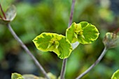 EUPHORBIA HELENA, SPURGE