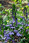 LOBELIA SESSILIFOLIA