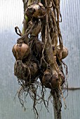 ONIONS DRYING IN GREENHOUSE