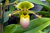 PAPHIOPEDILUM, HYBRID, PINOCCHIO, SLIPPER ORCHID