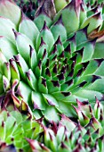 SEMPERVIVUM NOIR, HOUSELEEK