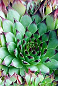 SEMPERVIVUM NOIR, HOUSELEEK