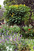 SENNA DIDYMOBOTRYA, POPCORN BUSH, PEANUT BUTTER CASSIA