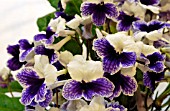 STREPTOCARPUS CHLOE, CAPE PRIMROSE