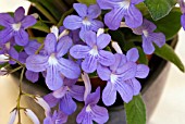 STREPTOCARPUS FALLING STARS, CAPE PRIMROSE