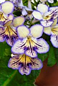 STREPTOCARPUS SEREN, CAPE PRIMROSE