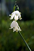 LEUCOJUM AESTIVUM GRAVETYE GIANT (SUMMER SNOWFLAKE)