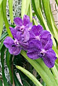 VANDA PRINCESS MIKASA BLUE , ORCHID