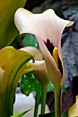 ZANTEDESCHIA CAMEO