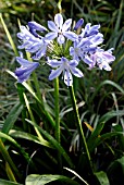 AGAPANTHUS BLUE HEAVEN