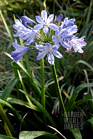 AGAPANTHUS_BLUE_HEAVEN