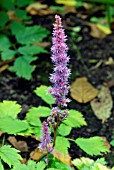 ASTILBE CHINENSIS VAR PUMILA,