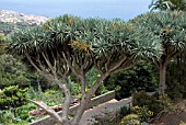 DRACAENA DRACO, MADEIRA