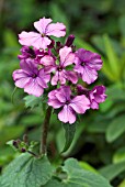 LUNARIA ANNUA (HONESTY)