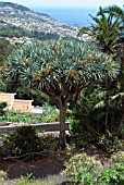 DRACAENA DRACO, MADEIRA