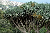 DRACAENA DRACO, MADEIRA