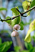 EUONYMUS SIEBOLDIANUS, SPINDLE TREE