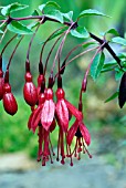 FUCHSIA MAGELLANICA VAR PUMILA,