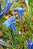 GENTIANA TERNIFOLIA DALI, GENTIAN