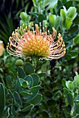 LEUCOSPERMUM CORDIFOLIUM; NODDING PINCUSHION