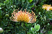 LEUCOSPERMUM CORDIFOLIUM; NODDING PINCUSHION