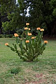 LEUCOSPERMUM CORDIFOLIUM; NODDING PINCUSHION