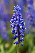 MUSCARI ARMENIACUM (GRAPE HYACINTH)