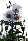 MECONOPSIS WALLICHII, BLUE POPPY, HIMALAYAN POPPY