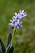 SCILLA LINGULATA VAR CILIOLATA