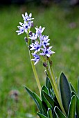 SCILLA LINGULATA VAR CILIOLATA