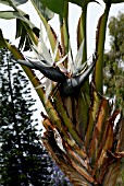 STRELITZIA NICOLAI, GIANT BIRD OF PARADISE