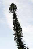 ARAUCARIA BIDWILLII, BUNYA BUNYA