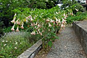 BRUGMANSIA X CANDIDA GRAND MARNIER