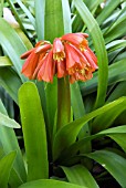 CLIVIA NOBILIS, GREENTIP FIRE LILY