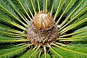 CYCAS REVOLUTA, SAGO PALM, CYCAD