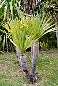 DRACAENA DRACO, DRAGON TREE, BOTANIC GARDEN, FUNCHAL, MADEIRA