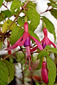 FUCHSIA GENII