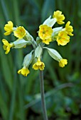 PRIMULA VERIS (COWSLIP)