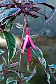 FUCHSIA SUNRAY