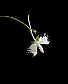 HABENARIA RADIATA, FLYING EGRET ORCHID, SNOWY HERON GRASS