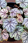 HEUCHERA GREEN SPICE,