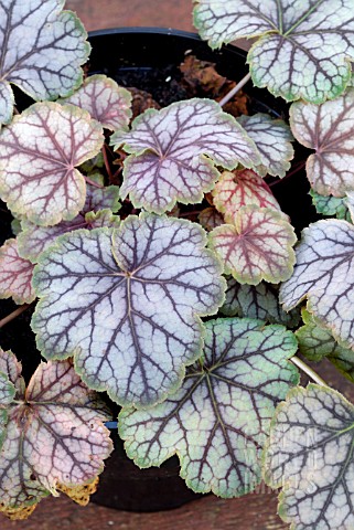 HEUCHERA_GREEN_SPICE