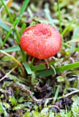 HYGROPHORUS MINIATA, TOADSTOOL