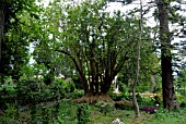 PHYTOLACCA DIOICA, BELLA SOMRA TREE, OMBU