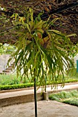 PLATYCERIUM, STAGHORN FERN, STAGS HORN FERN