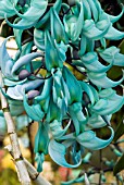 STRONGYLODON MACROBOTRYS, EMERALD CREEPER, JADE VINE